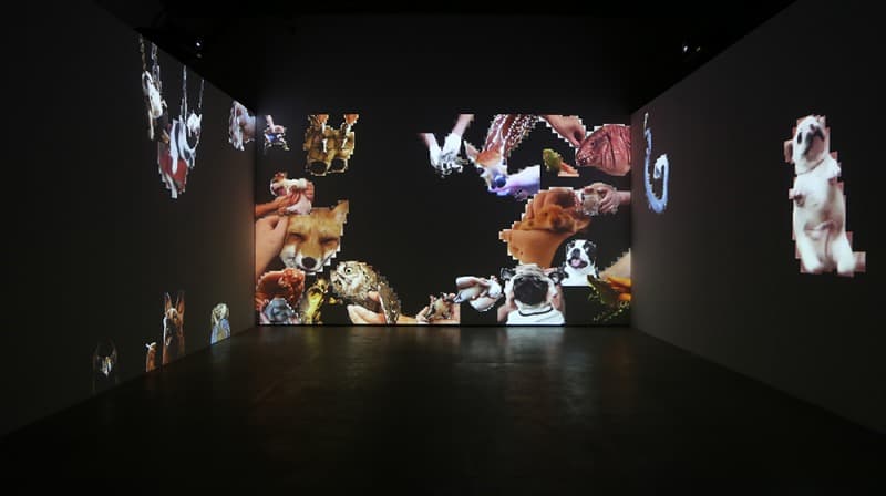 Petting Zoo: WNRWNRCHKNDNNR as a three channel projection at the Perez Museum, Miami.